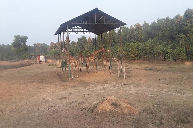 Gazipur Safari park Giraffe