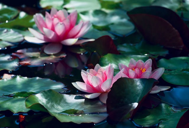 pink lotus